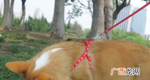 犬瘟热会不会传染给其他狗犬 犬瘟热怎么传染给其他狗狗