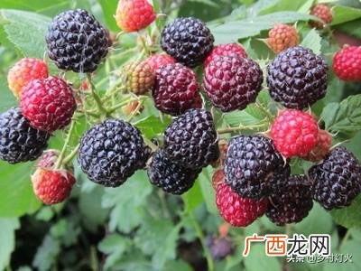常见的野果子样子图片 农村常见的50种野生水果