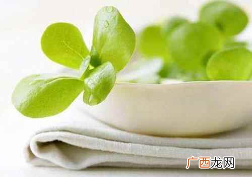 马齿苋煮水喝的功效与作用及禁忌 马齿苋煮水喝的功效与作用