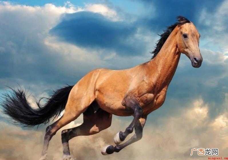 飞黄腾达是什么意思 感兴趣的网友们 飞黄腾达是什么意思