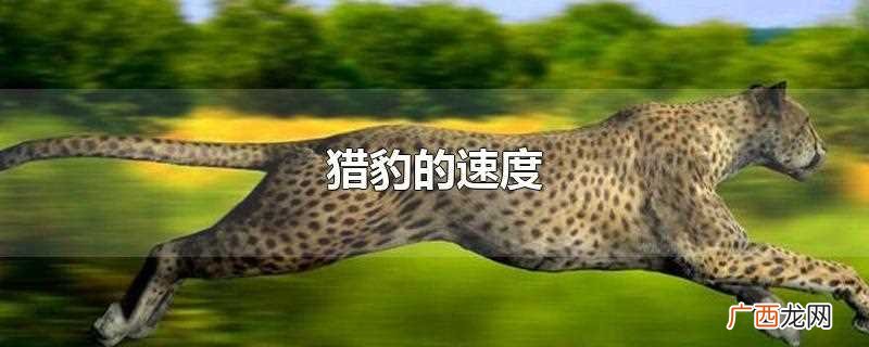 猎豹的速度到底有多快 猎豹的速度