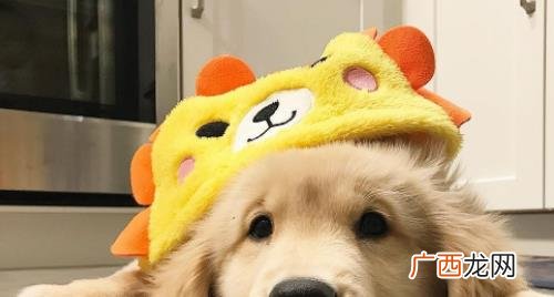 金毛吐了没消化的狗粮 金毛为什么经常吐未消化完的狗粮