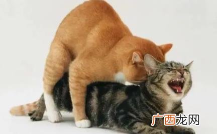 给猫猫配种是不是一次就可以完成 猫是不是配一次就可以成功