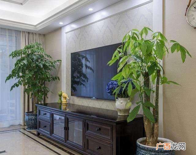 电视柜旁3种绿植既招财又好看 客厅电视两边摆什么植物旺财
