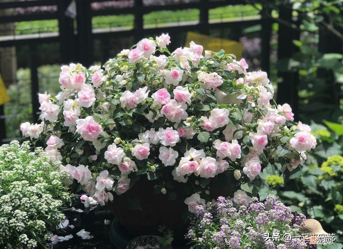 6种漂亮花性价比高，一年到头有花赏 哪些花四季常开又好养