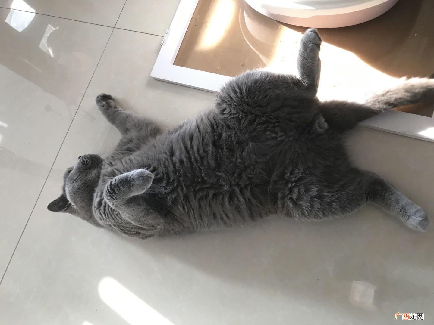 猫咪不愿意让抱是什么原因 猫咪不让抱怎么办