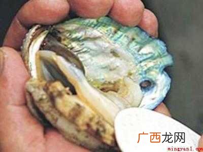 活鲍鱼怎么处理