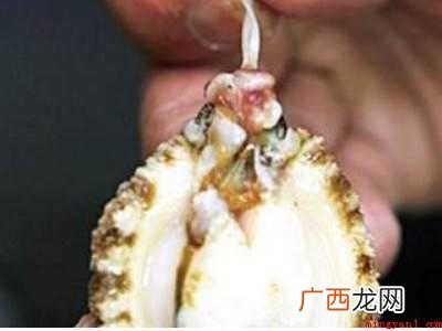 活鲍鱼怎么处理