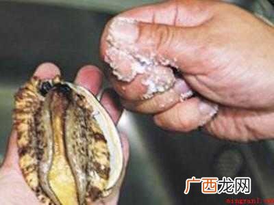 活鲍鱼怎么处理