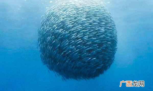 每100克可食用沙丁鱼中所含的热量仅为89大卡 沙丁鱼的热量