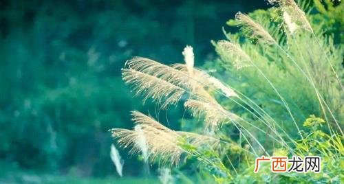 2022年立秋是早立秋还是 2022年立秋是早立秋还是晚立秋
