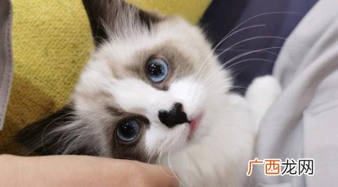 为什么有的布偶猫才2000 为什么有的布偶猫才2000元