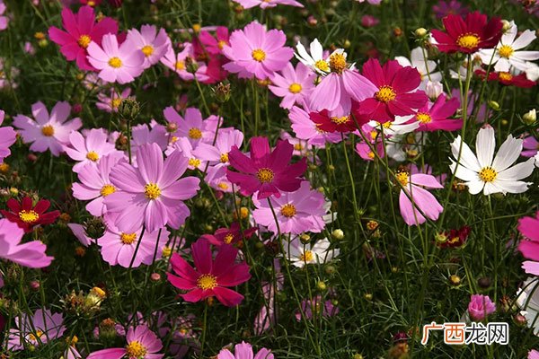 波斯菊种种植时间简介 波斯菊种子什么时候播种最好