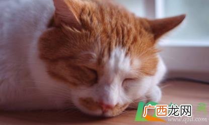 猫咪换环境应激反应怎么缓解 猫咪换环境应激反应多久能好
