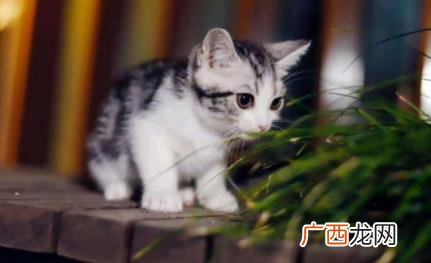 猫咪感染绦虫会自己排出来吗 猫排出来的绦虫会感染人吗