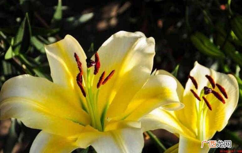 百合花的养殖方法和注意事项是什么
