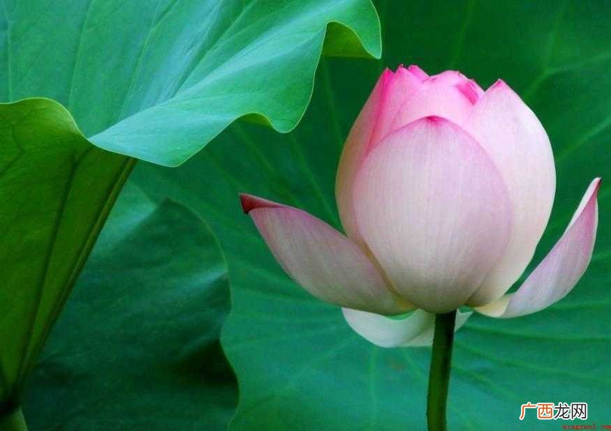 含苞待放是什么意思