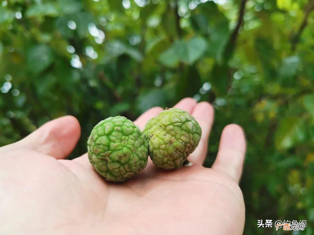 总结6种钓草鱼的打窝最饵料 钓草鱼用什么饵料最好
