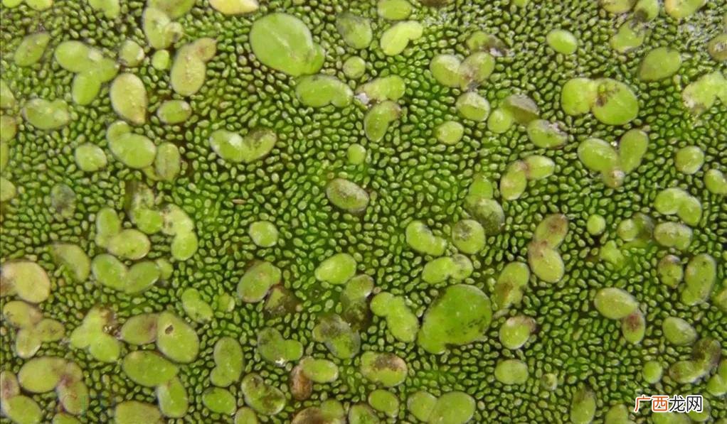 世界上最小的花是什么花? 世界上最小的花是什么花