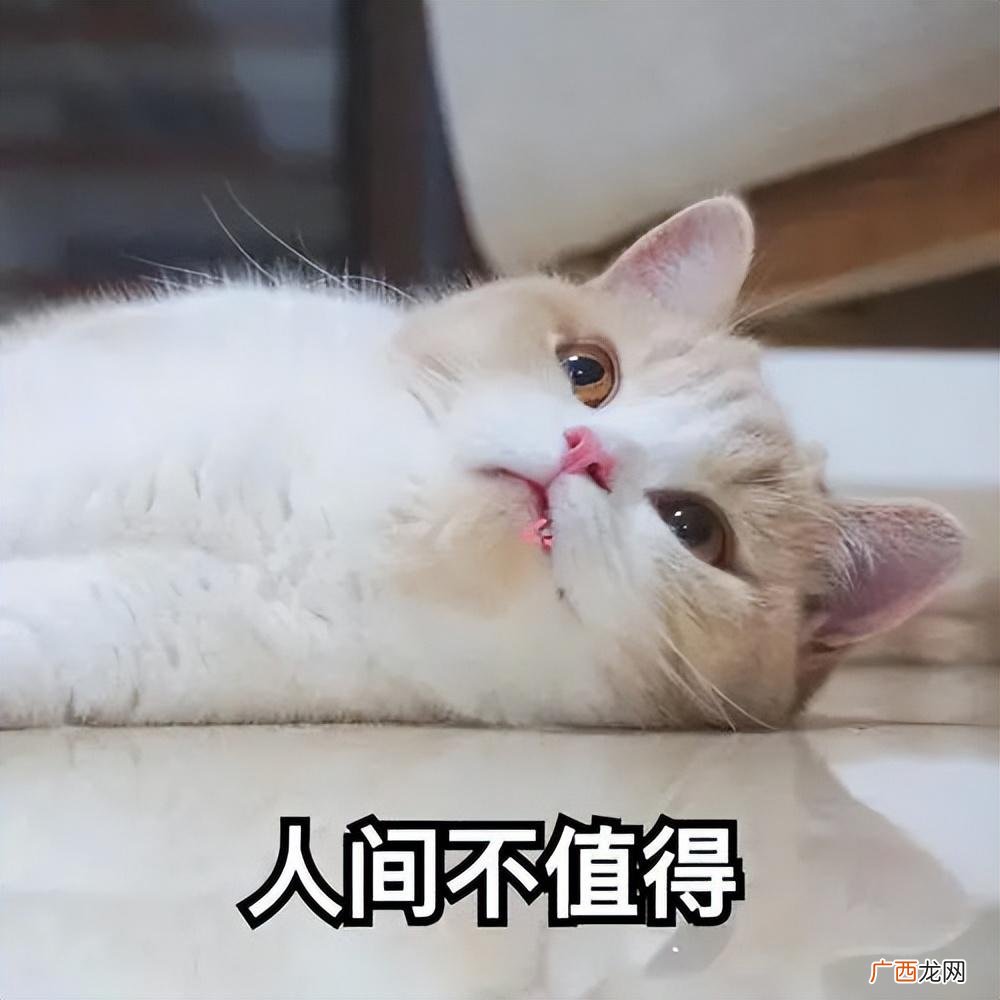 哪个品种宠物猫更温顺好养 美短脾气好还是英短脾气好