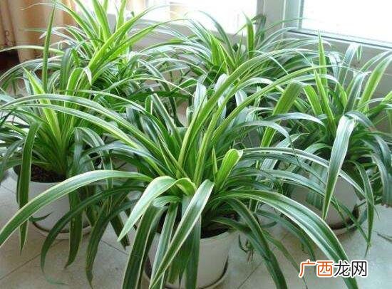 吊兰开花有什么兆头意义 吊兰花语象征与寓意