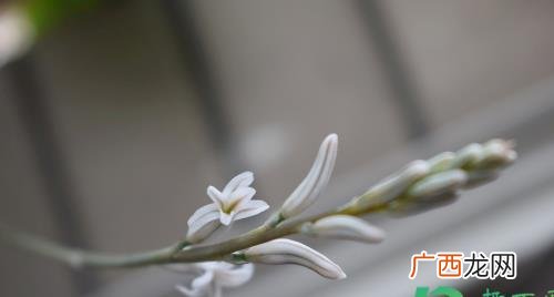 多肉玉露开花了要剪掉吗 多肉玉露开花代表什么