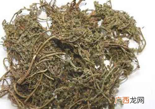 鹅不食草的功效与作用图片 鹅不食草的功效与作用