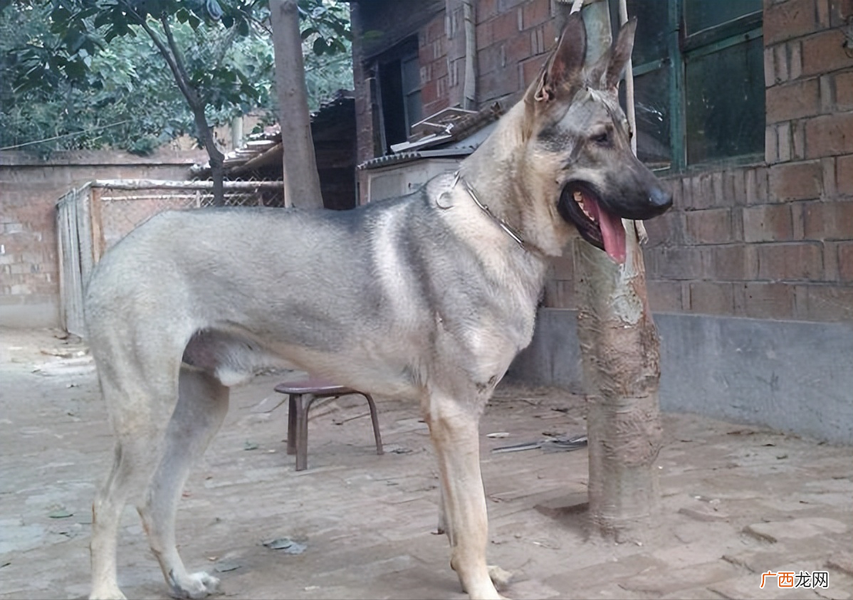 为什么狼青犬越来越受欢迎 狼青犬的优点和缺点