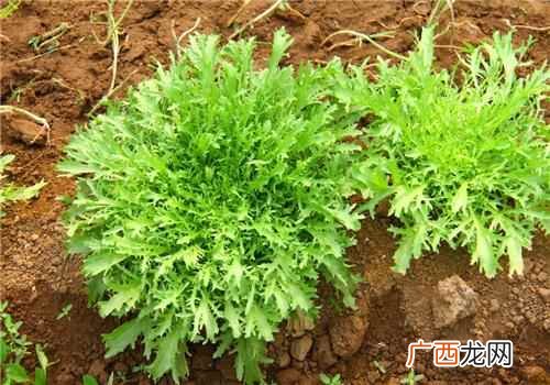 预防贫血苦菜中丰富的铁元素 苦苦菜的功效与作用