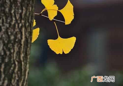 立秋表示什么意思呢 立秋表示什么意思