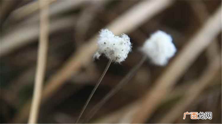 解毒杀虫开花的野棉花全草排虫作用好 野棉花的功效与作用,野棉花的营养价值