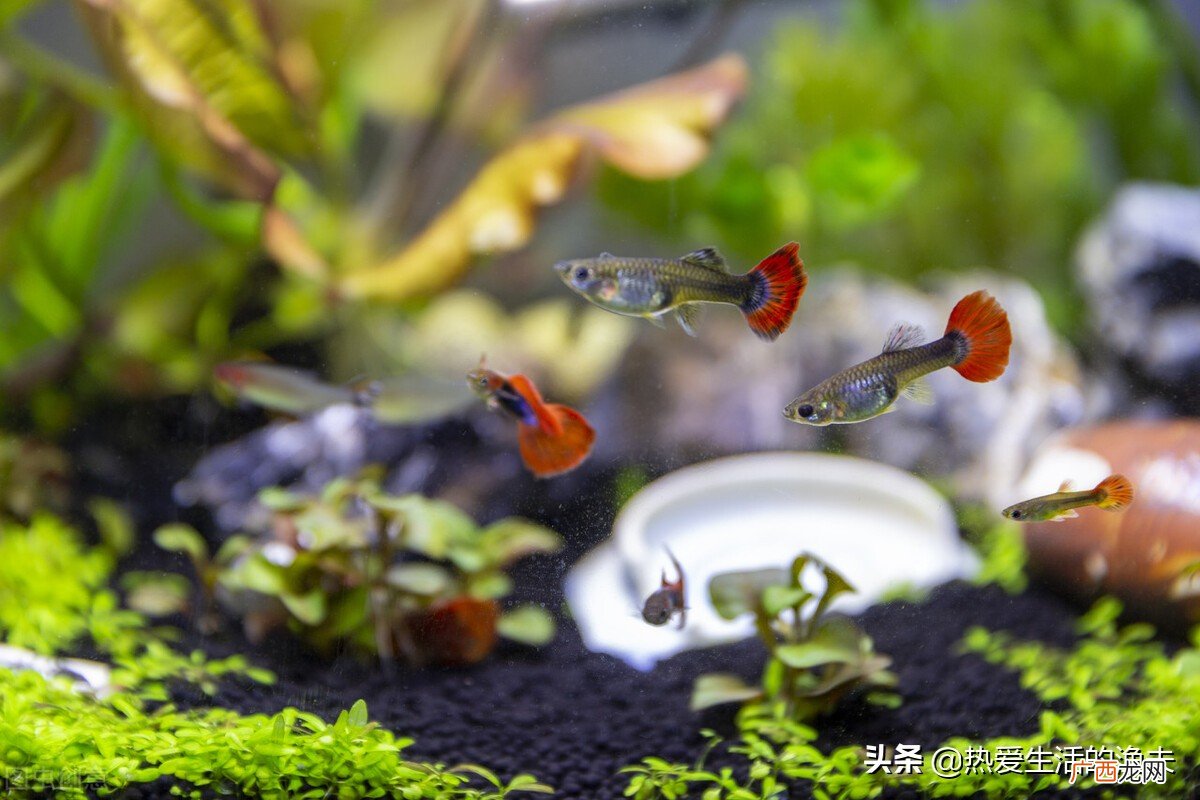 家中养的鱼得了水霉病怎么办 鱼身上长白毛用什么药