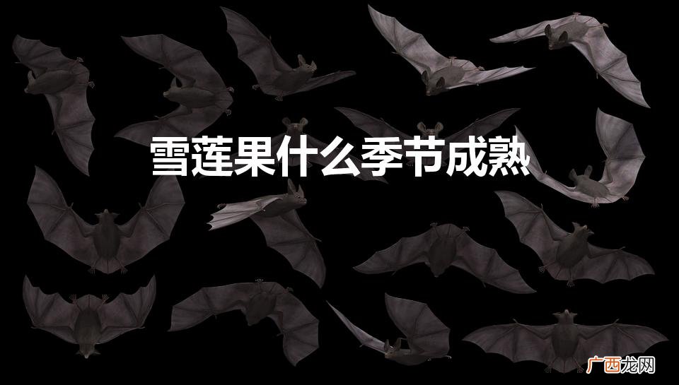 雪莲果是什么季节的水果 雪莲果什么季节成熟
