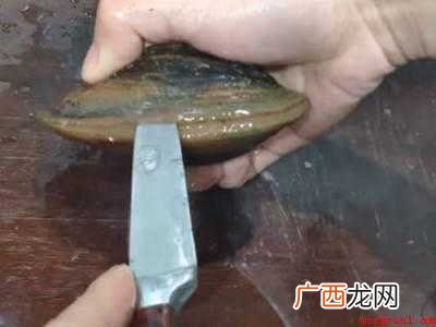 大河蚌怎么清洗干净内脏