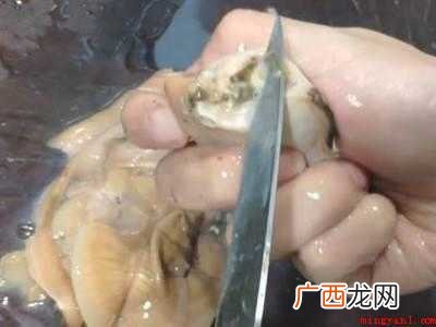大河蚌怎么清洗干净内脏
