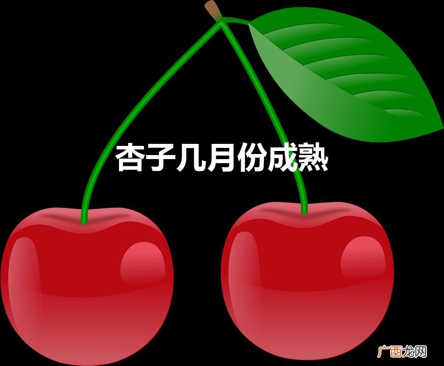 杏子几月份成熟（杏子成熟在几月)