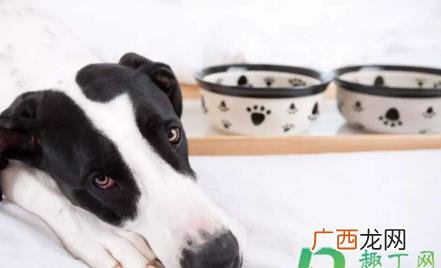 狗特别挑食能饿它几天吗 狗挑食怎么做才能改过来呢