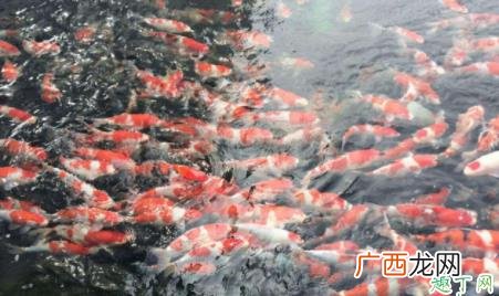 锦鲤鱼可以喂白菜和菠菜吗 锦鲤鱼不吃食什么原因