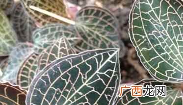 金线莲多少钱一斤最新价格 金线莲多少钱一斤