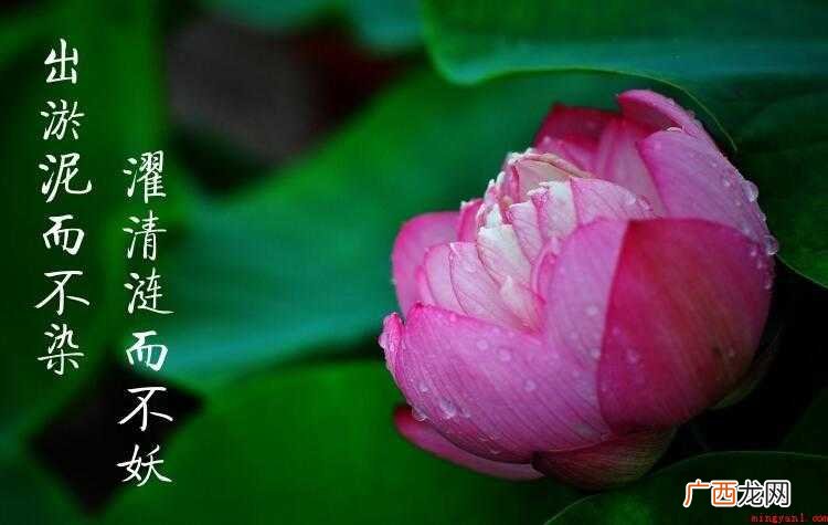 出淤泥而不染是指什么花