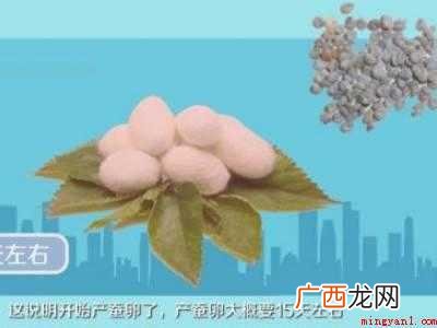 蚕茧怎么保存