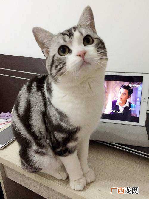适合学生党养的宠物猫品种 适合学生养的猫便宜点