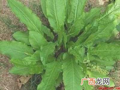 野菠菜怎么吃