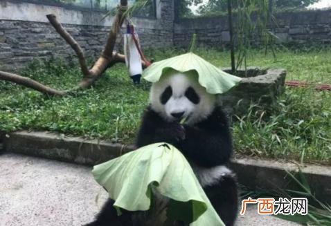 绿帽子一词的由来及出处 绿帽子的来历是怎么来的