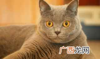 猫耳屎的产生原因是什么 猫耳屎和耳螨怎么区分