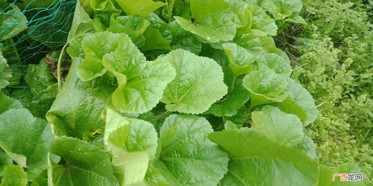 冬季也能继续生长 冬寒菜种植时间和方法