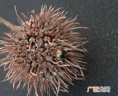 路路通的功效与作用图片 路路通的功效与作用