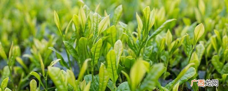 清明茶属于什么茶种 清明茶属于什么茶