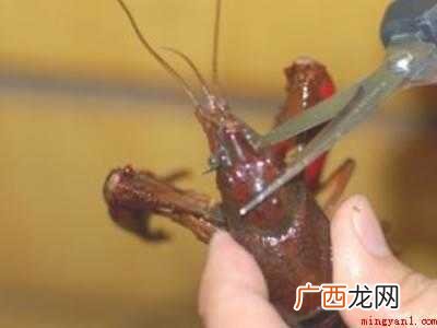 洗小龙虾怎么洗才干净