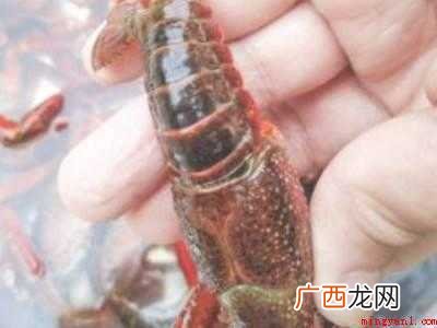 洗小龙虾怎么洗才干净